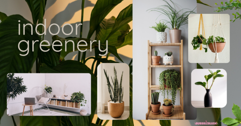 indoor decor plants for beginners in UAE