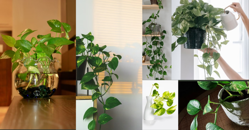 indoor decor plants for beginners in UAE