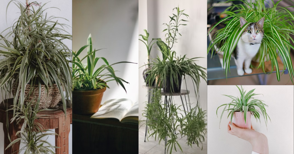 indoor decor plants for beginners in UAE
