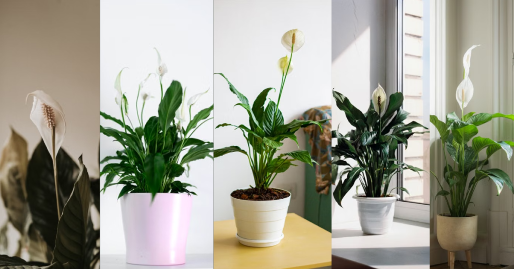 indoor decor plants for beginner in UAE
