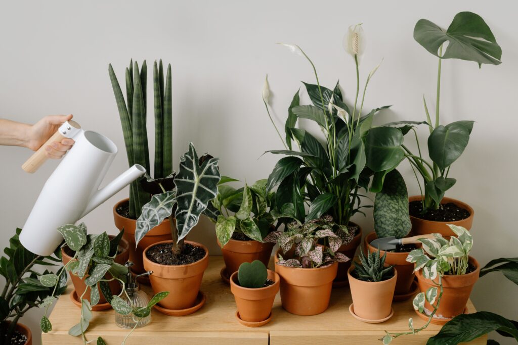 indoor green
